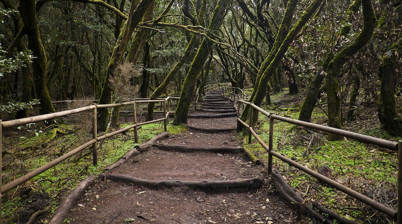 Sendero entre la laurisilva del Parque Nacional de Garajonay en La Gomera